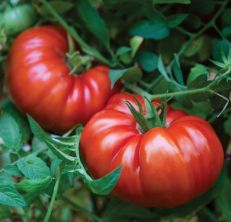 Brandywine Pink Heirloom Tomato 75 Seeds Non-gmo 100% ORGANIC Grown in USA.  